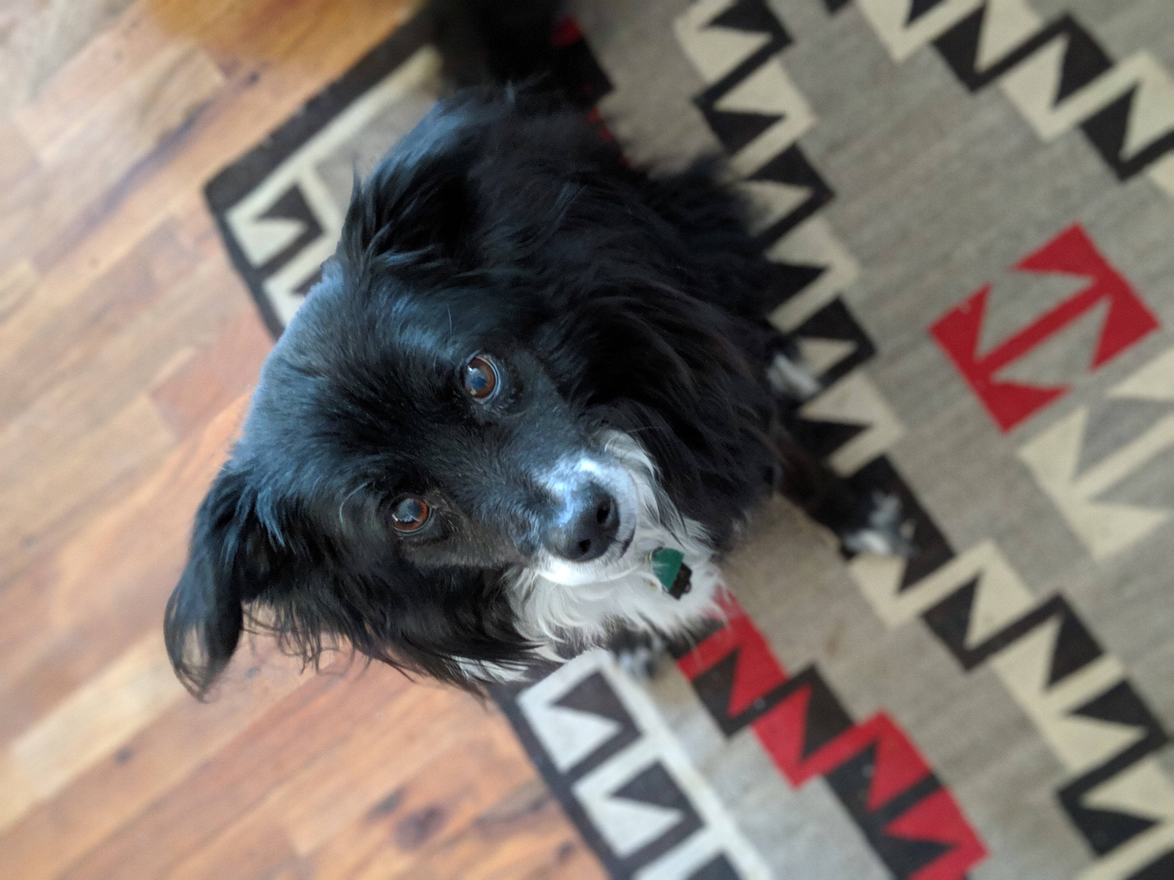 Sugarfoot Spitz