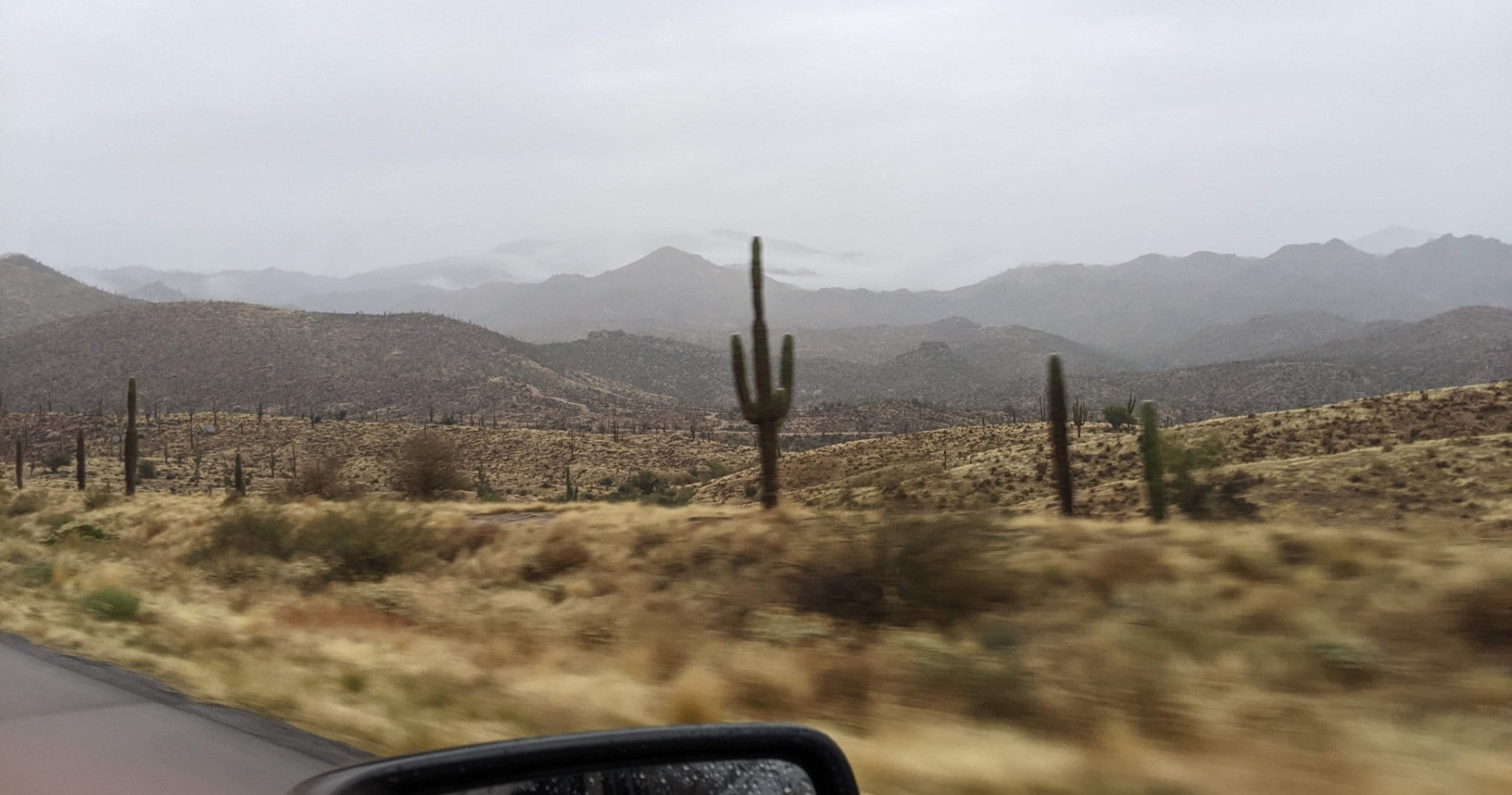 saguaro cactus in Arizona